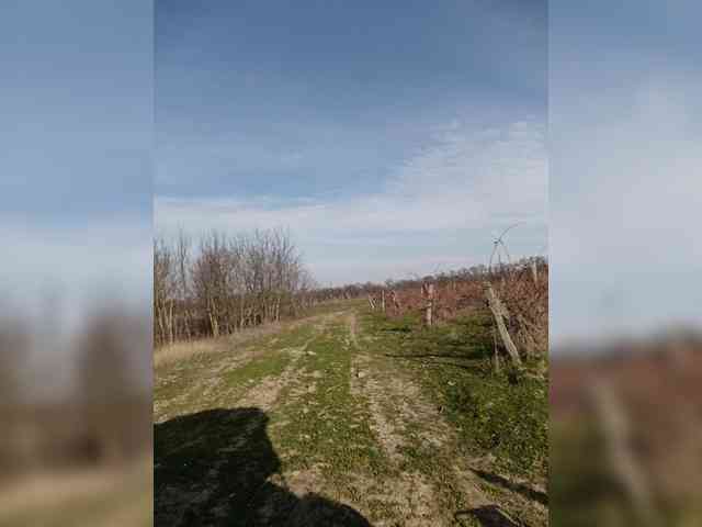 ___Pypsiki___ webcam