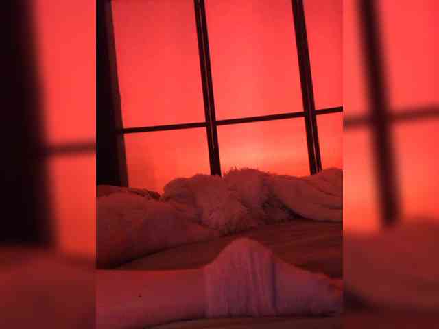 Koshka_Kivi webcam