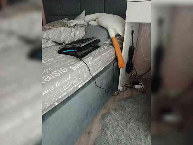 Koshecka77 webcam