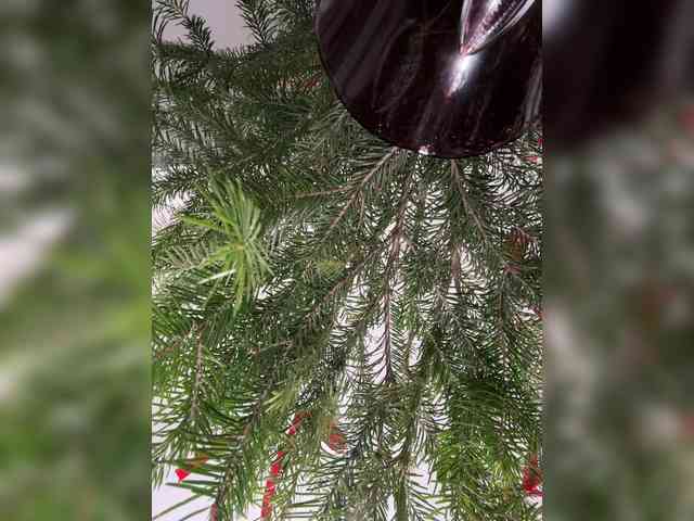 Kiss-krisss Kiss-krisss