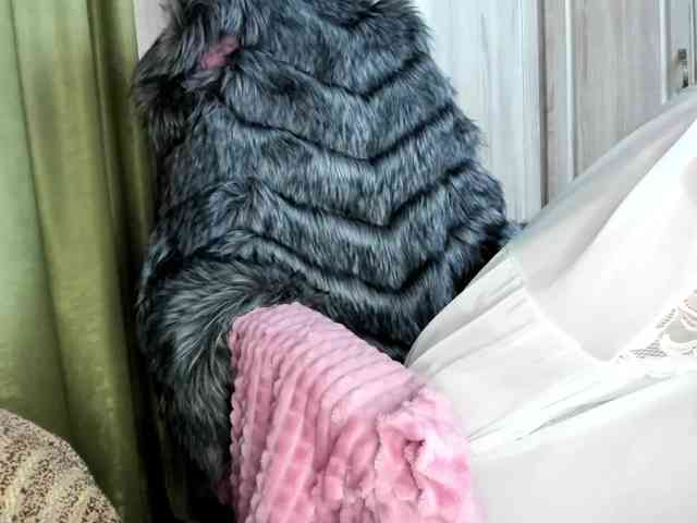 Squirrel-on-the-Bong webcam