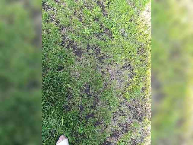 Angelia22 webcam