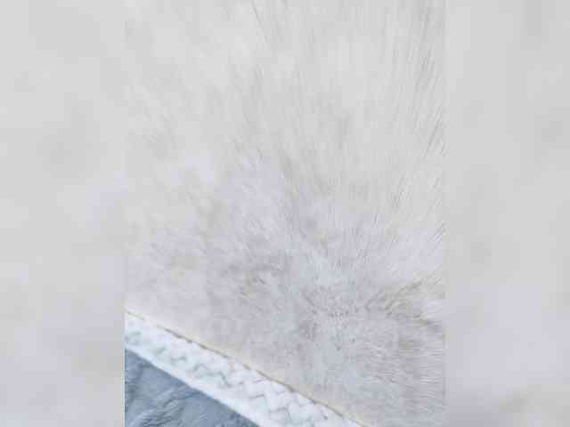 Angelia22 Live Webcam on BongaCams