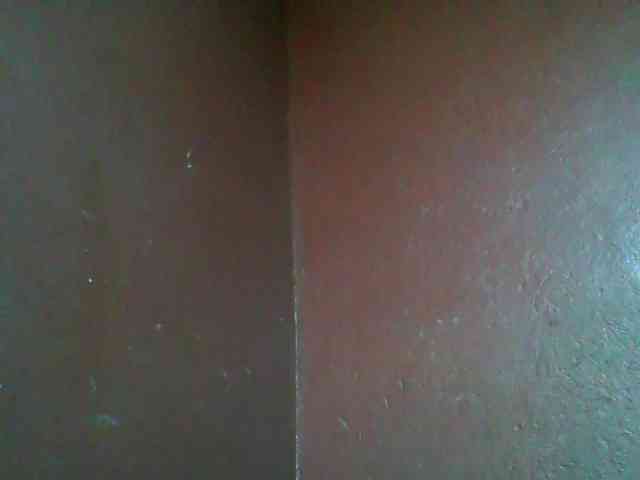 Carrollina Carrollina