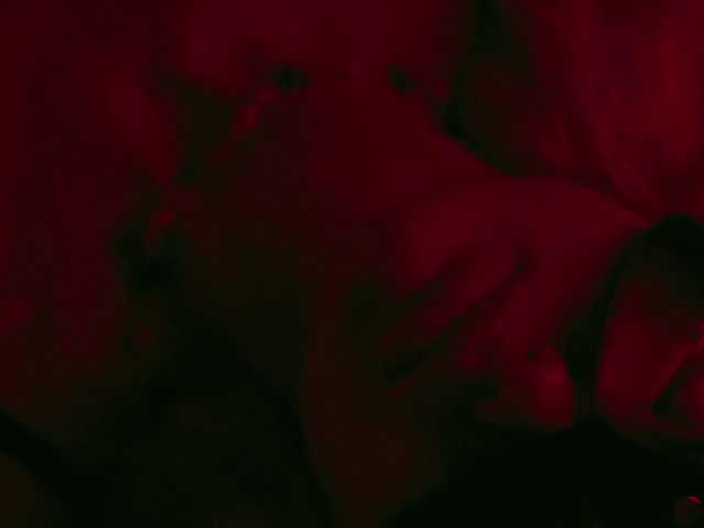 -Angelina1-'s BongaCams show and profile