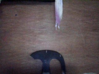 LovelyShaxxx3 Porn Show