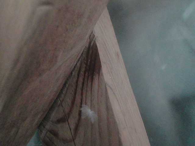 YasminaGeil Live Cam on BongaCams and RICams