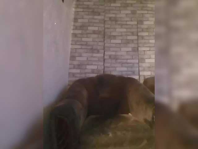 CerdAyaz's BongaCams show and profile