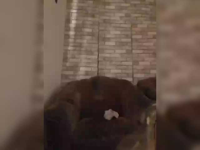 CerdAyaz's BongaCams show and profile