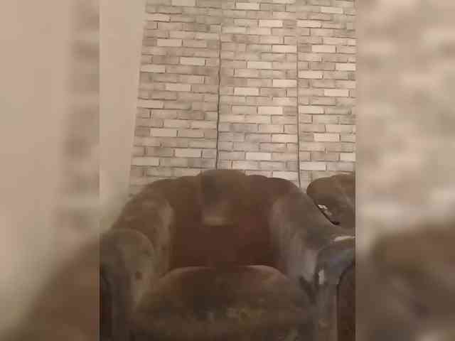 CerdAyaz webcam