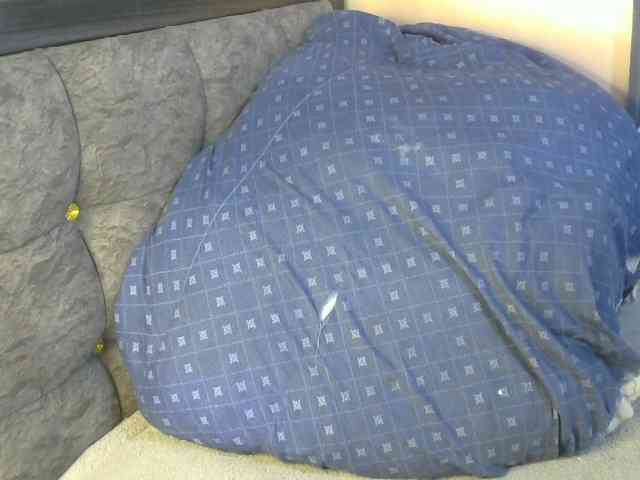 TerryAssQueen254 webcam