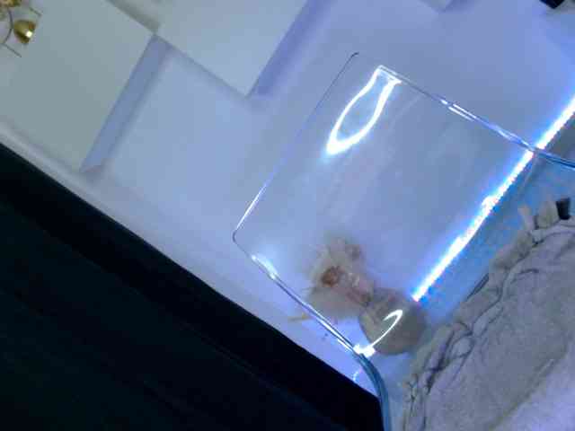 arianatattoos webcam