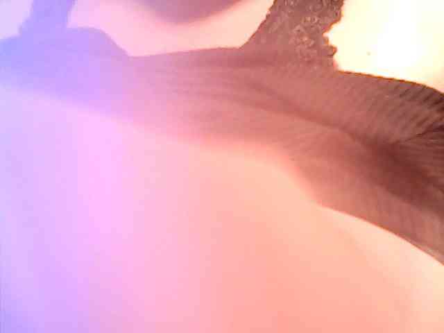 lovelyshantal webcam