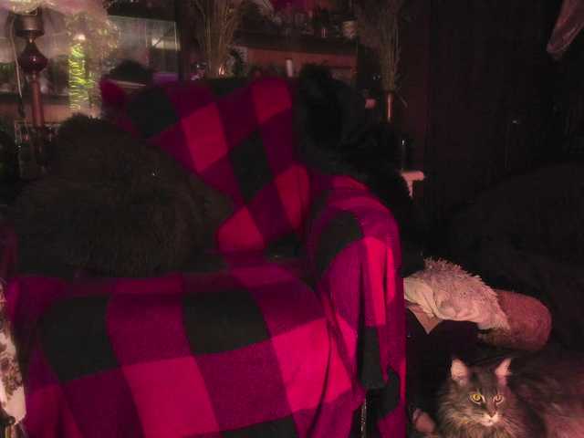 miss-asmodeus's BongaCams show and profile