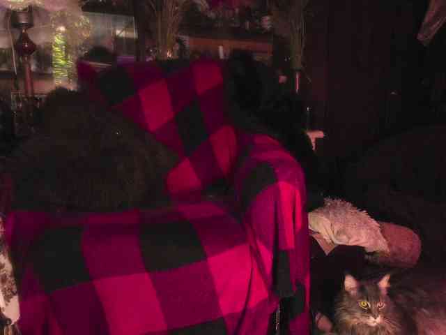 miss-asmodeus webcam