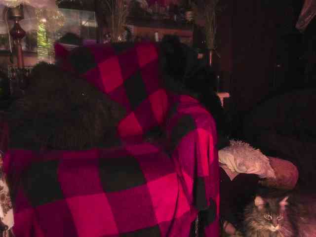 miss-asmodeus webcam