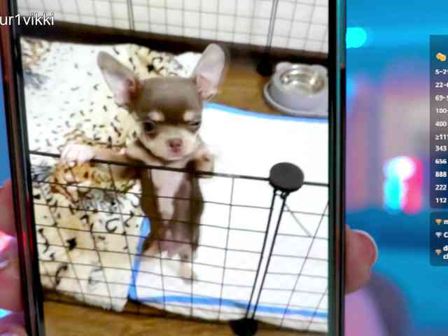 VikkiExtraCheese webcam