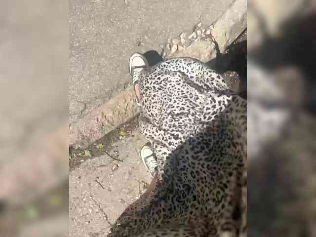 chat sex KarolinaMilf