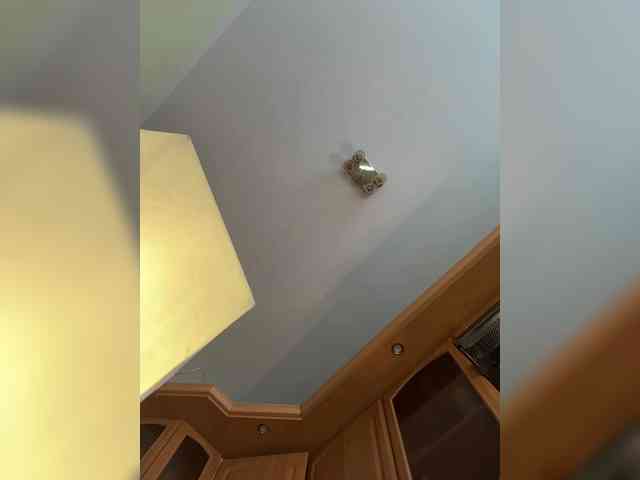 Golden_flower webcam