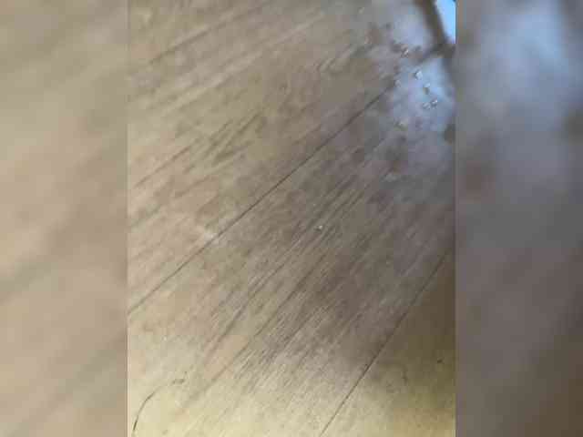 Magic-Alice Magic-Alice