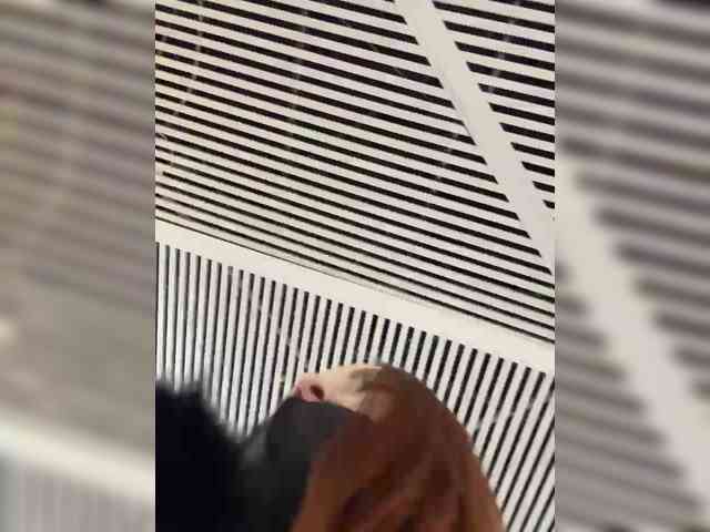 Golden_flower webcam