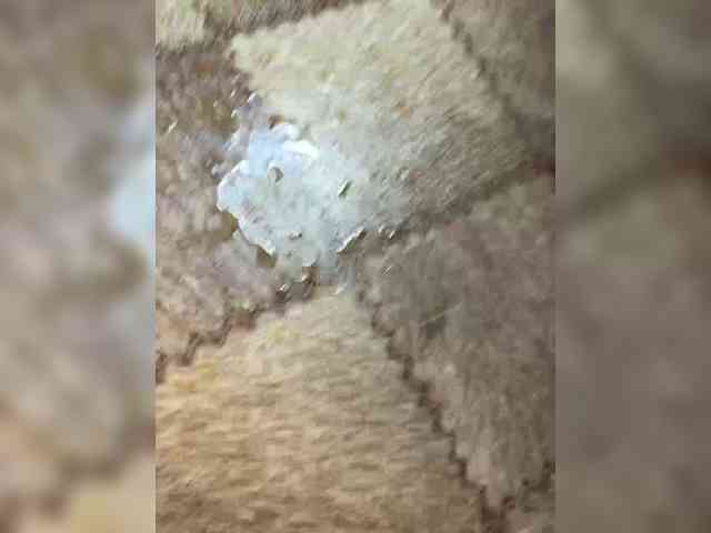 Golden_flower webcam