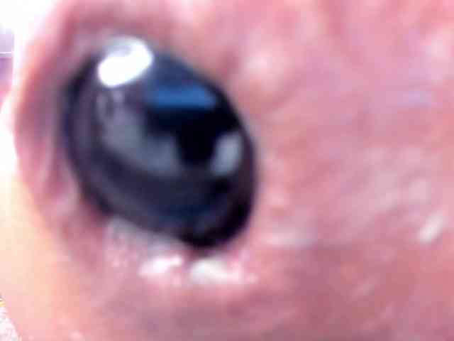 NikkaHotX webcam