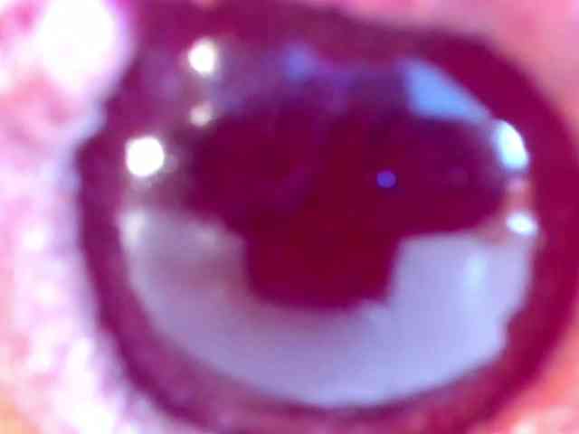 NikkaHotX webcam