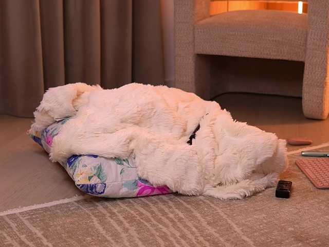 VanesaSimon's BongaCams show and profile