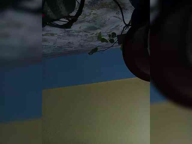 Fox981 Live Webcam on BongaCams