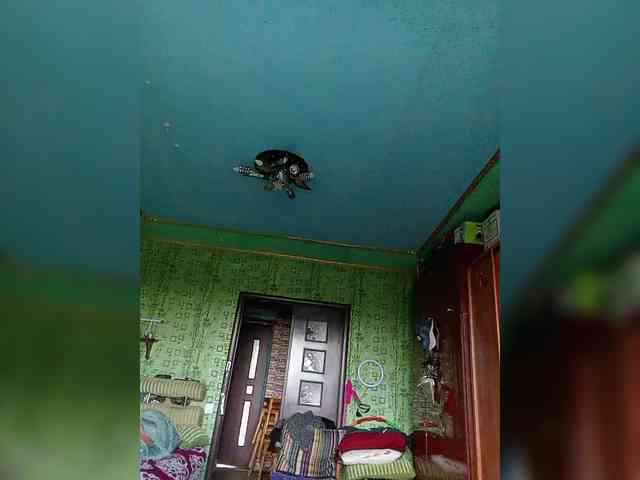 Sokovita webcam