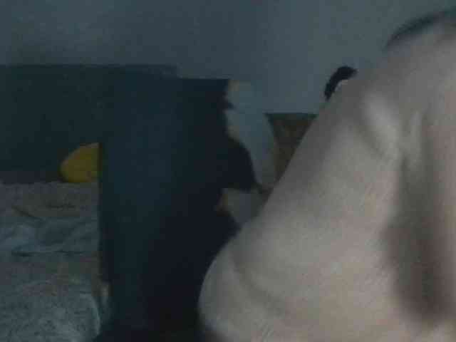 CassieStefana CassieStefana