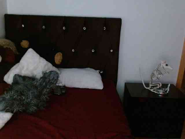 Ratienterciopelo Ratienterciopelo