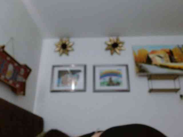 Ratienterciopelo Ratienterciopelo