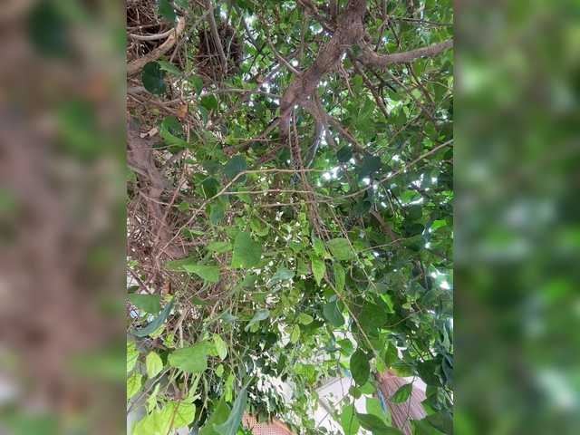 Preview of _annamaria_