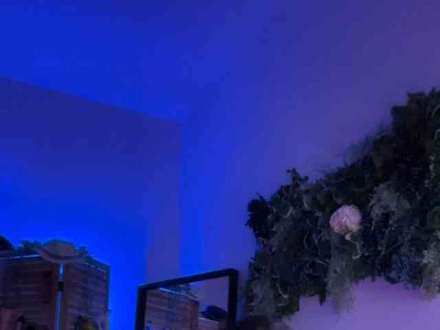 PreeminentJess PreeminentJess