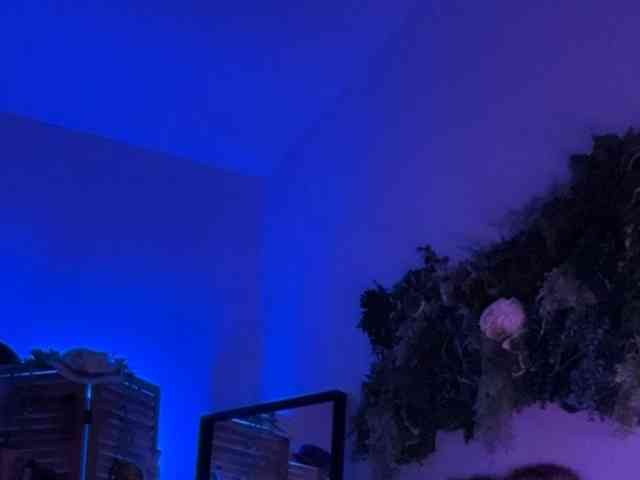 PreeminentJess webcam