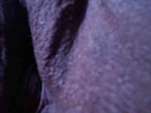 ebony-suggarmommy webcam