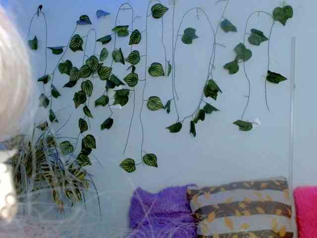 Sabrinaolsons webcam