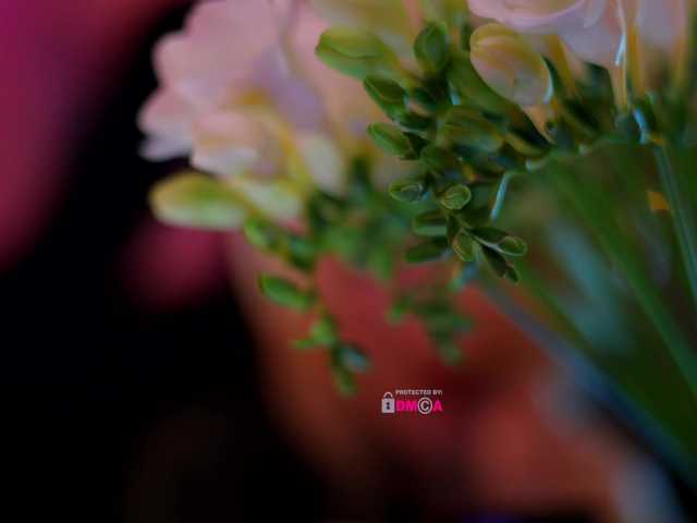 DianaMurr's BongaCams show and profile