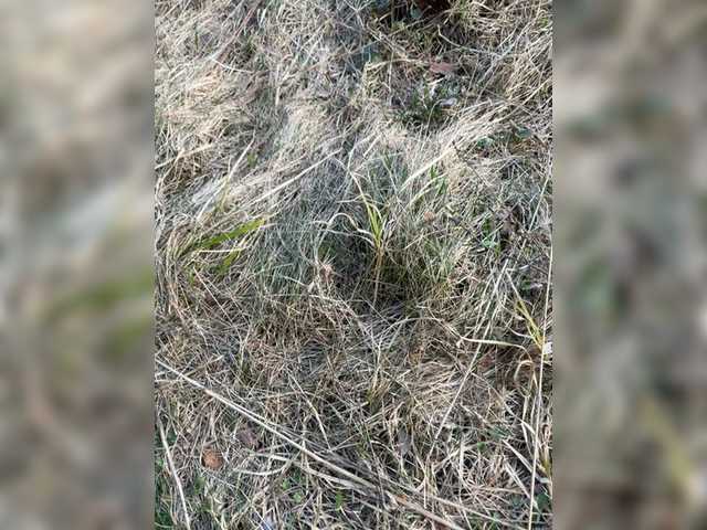 aniram2221's BongaCams show and profile