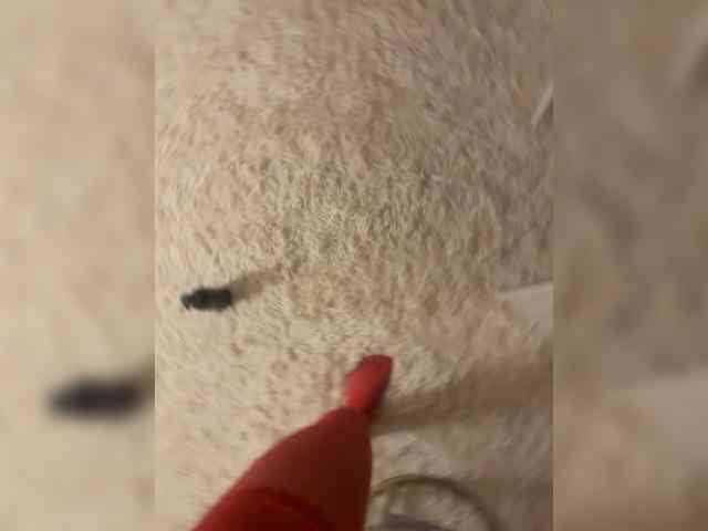 Ekaterina2221 webcam