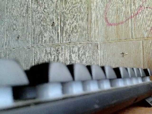 Asiankitties's BongaCams show and profile