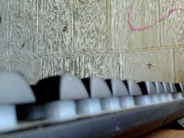 Asiankitties's BongaCams show and profile