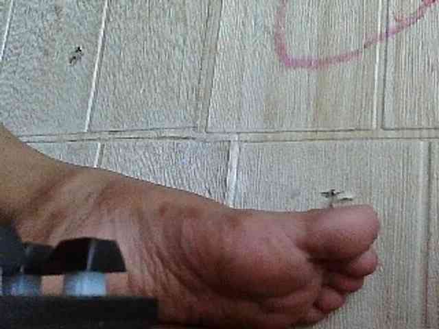 Asiankitties Asiankitties