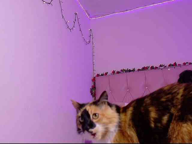 manumeow_ webcam