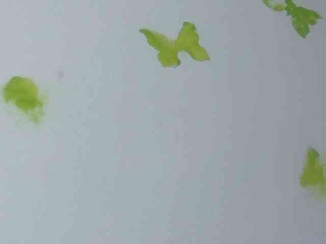 RACHELL-HOT RACHELL-HOT