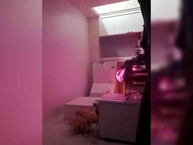 Ilya1234554321 Ilya1234554321