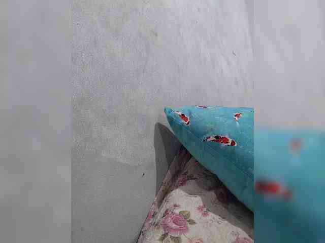 revive02 webcam
