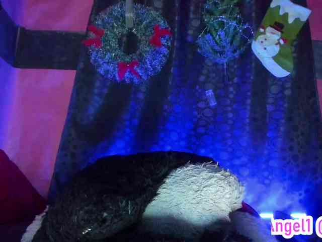 cata-anngel cata-anngel